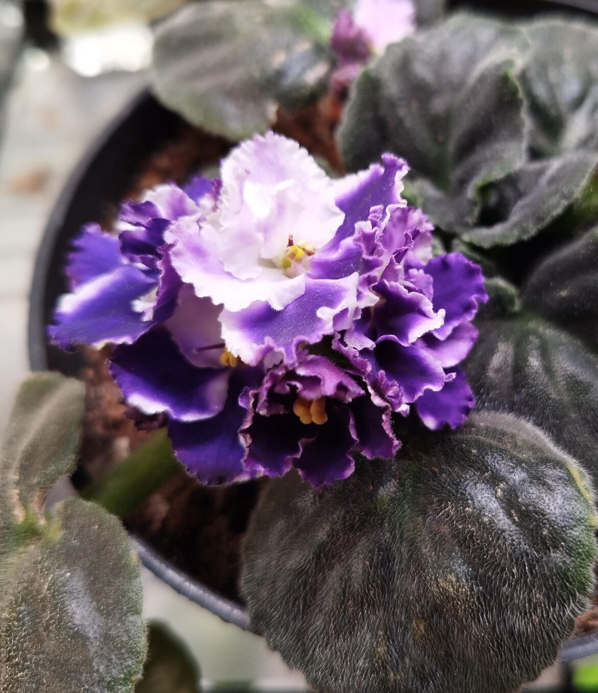 First flowers after 2 months taking care of my first african violet, a wonder i didnt kill it