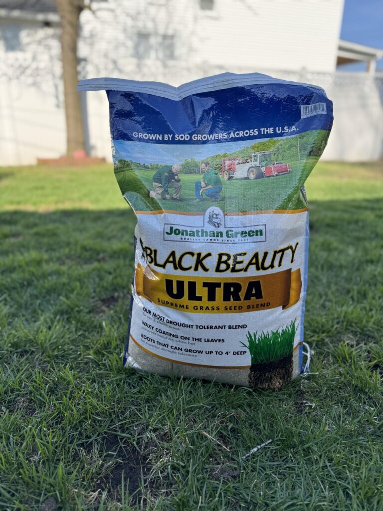 First time  using Black Beauty Grass Seed. First time  using Black Beauty Grass Seed.