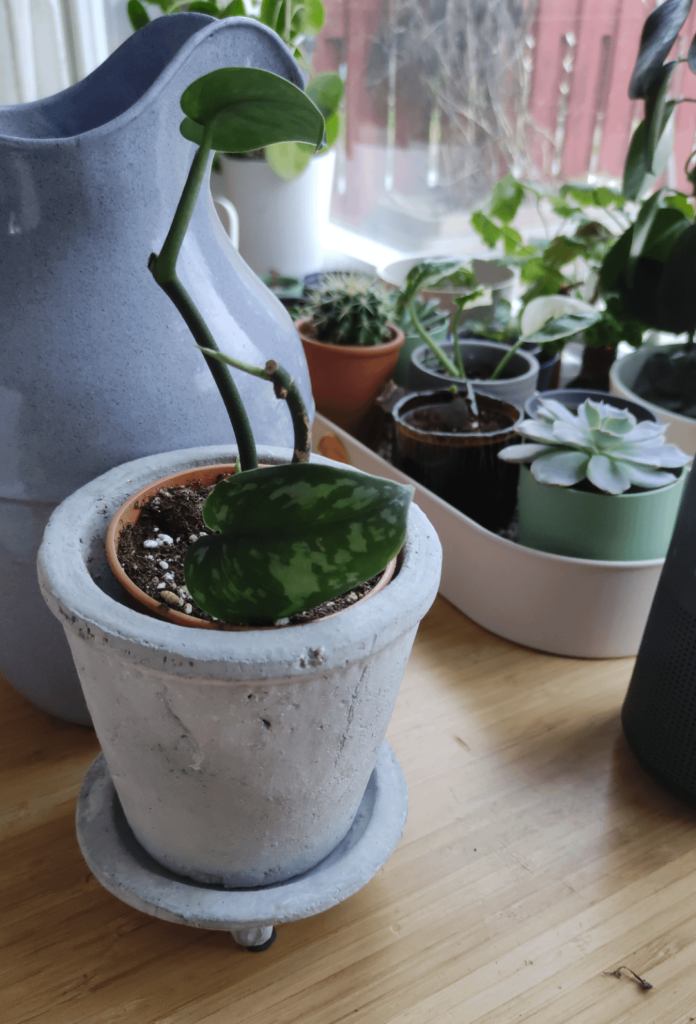Slooow grower but it lives! Slooow grower but it lives!