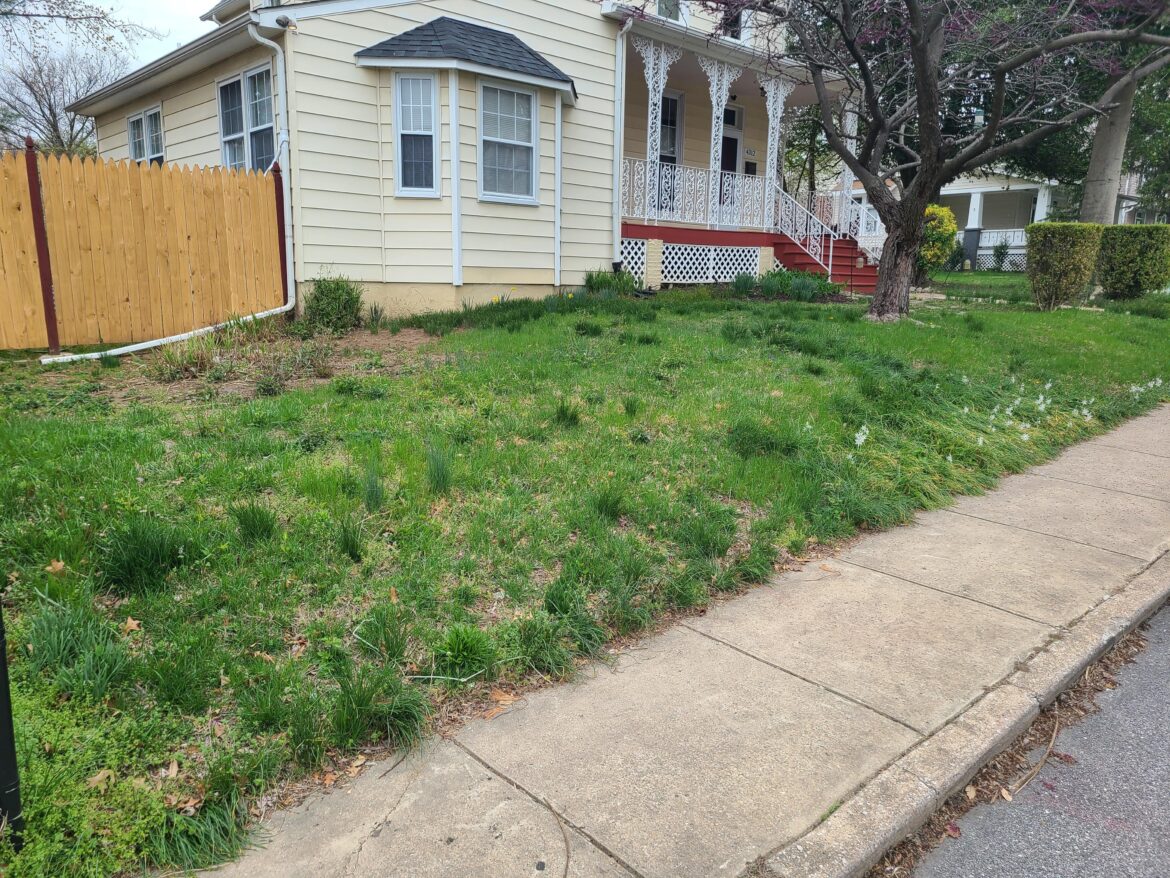 Front yard ideas- looking for suggestions to help get back a lawn