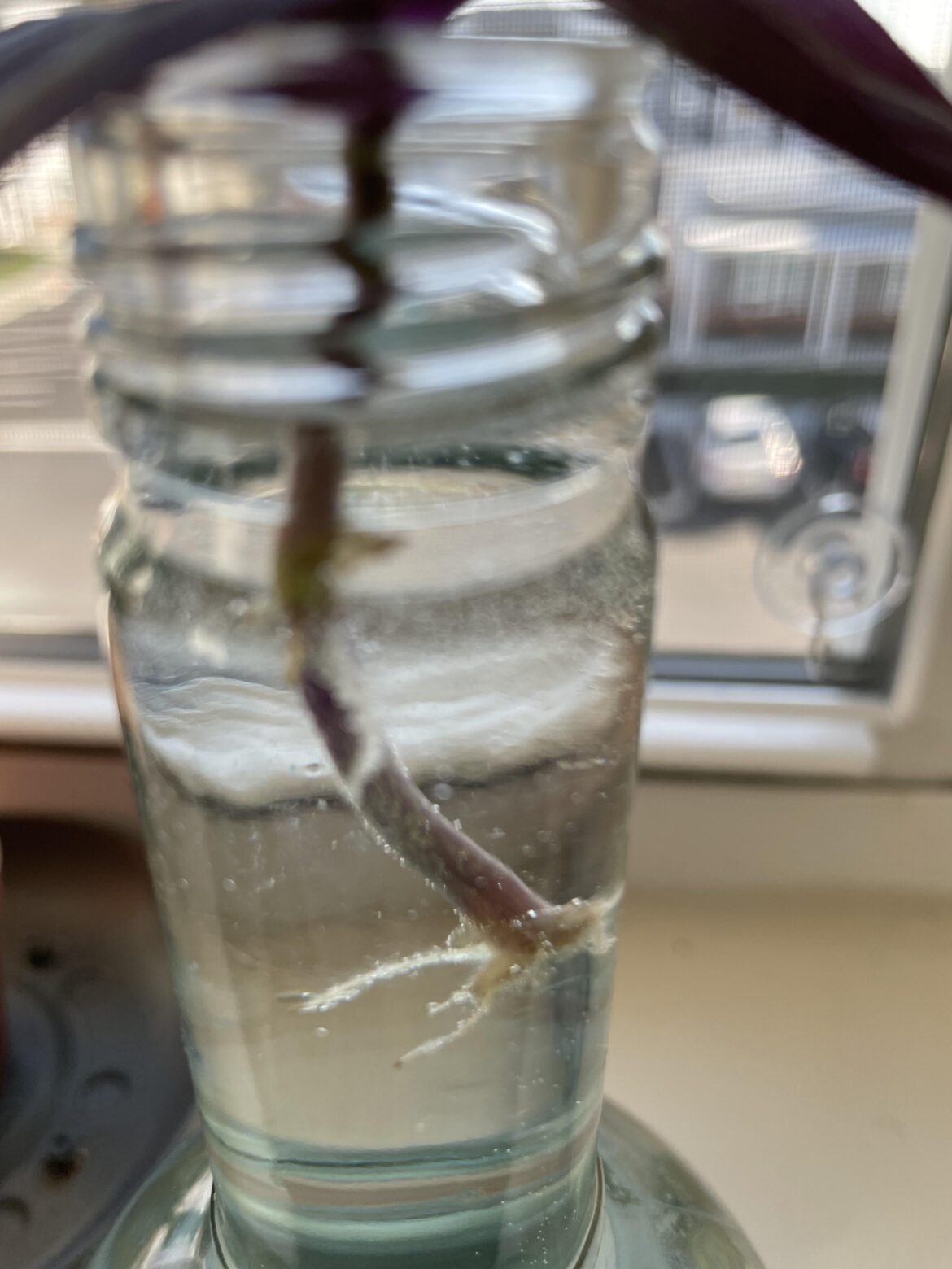 It’s alive!