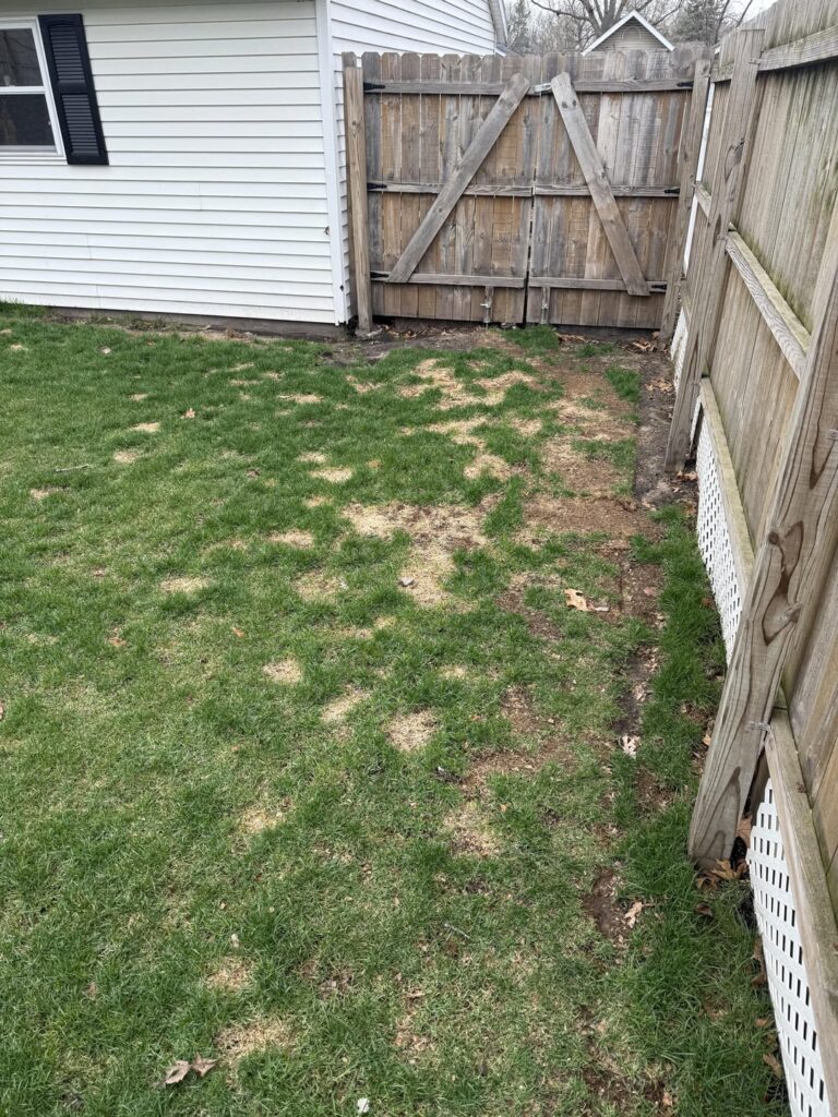 What would you do? Dog pee spots.