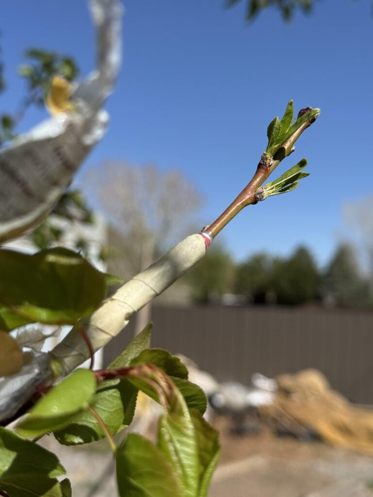 One of my grafts is living : )