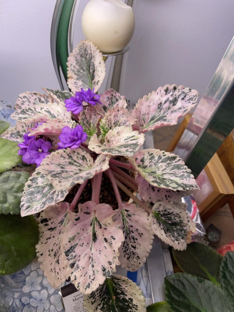 My mom’s Nancy Reagan is just eye candy
