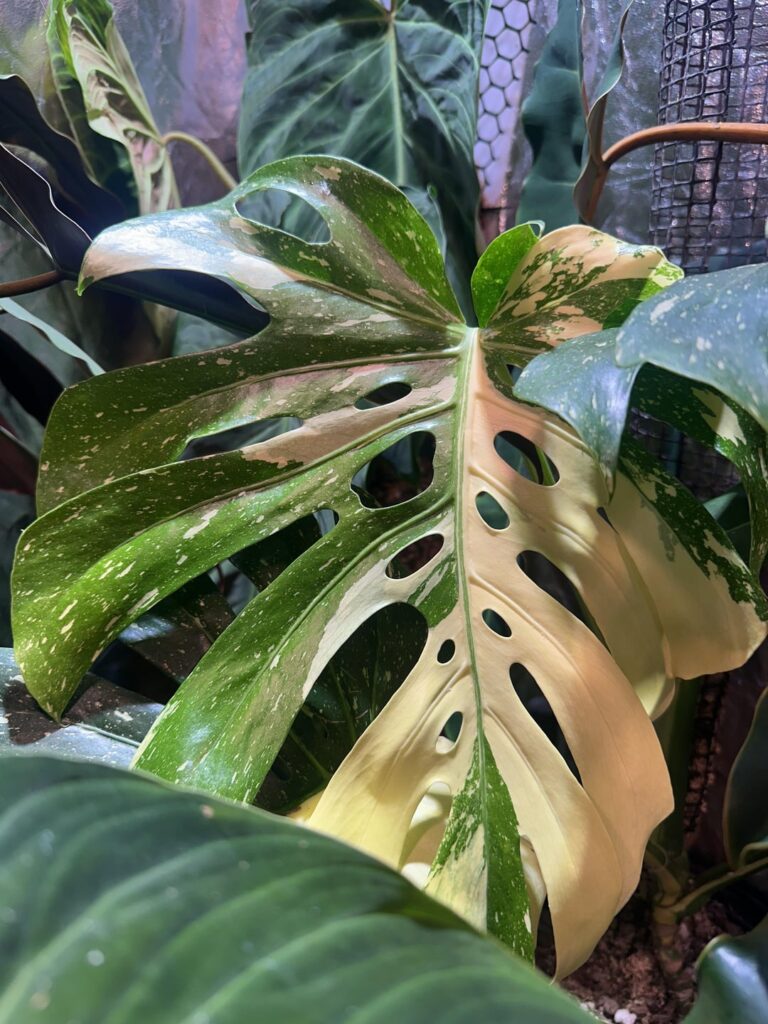Newbies