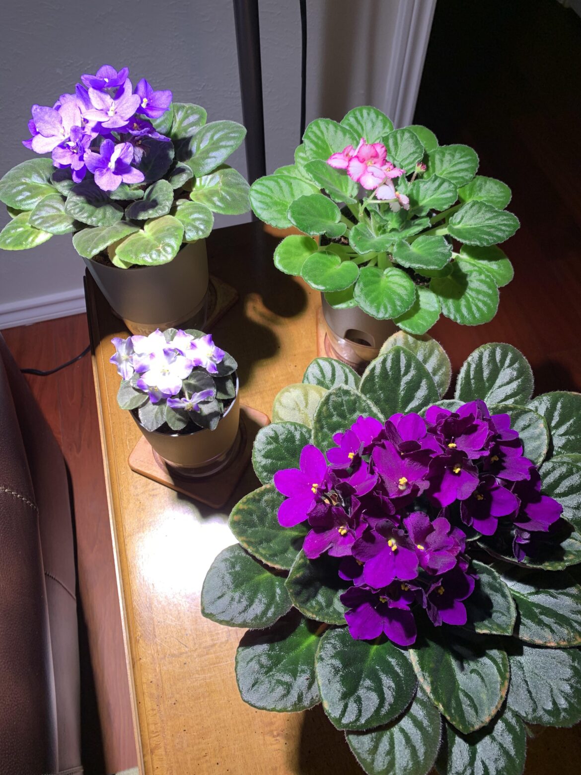 Mine are in full bloom!