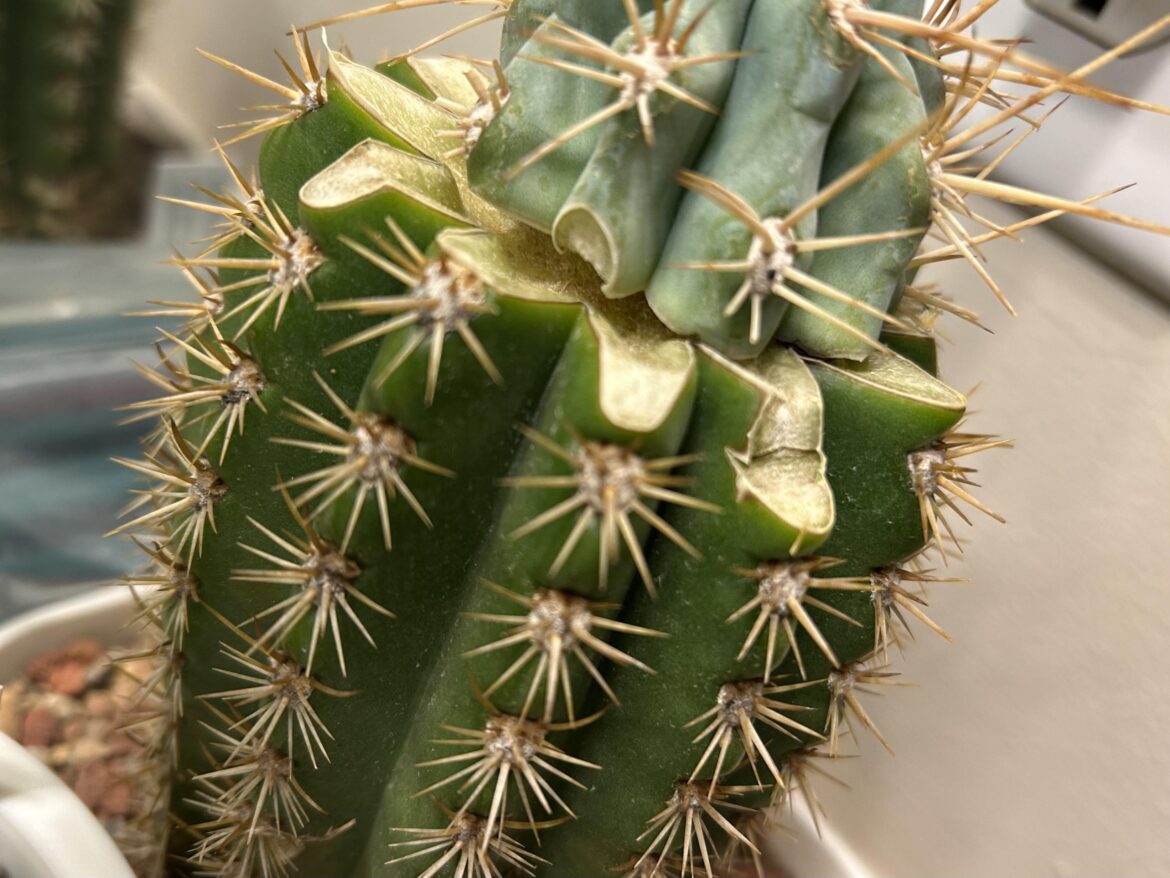 Fresh Graft pulled away..