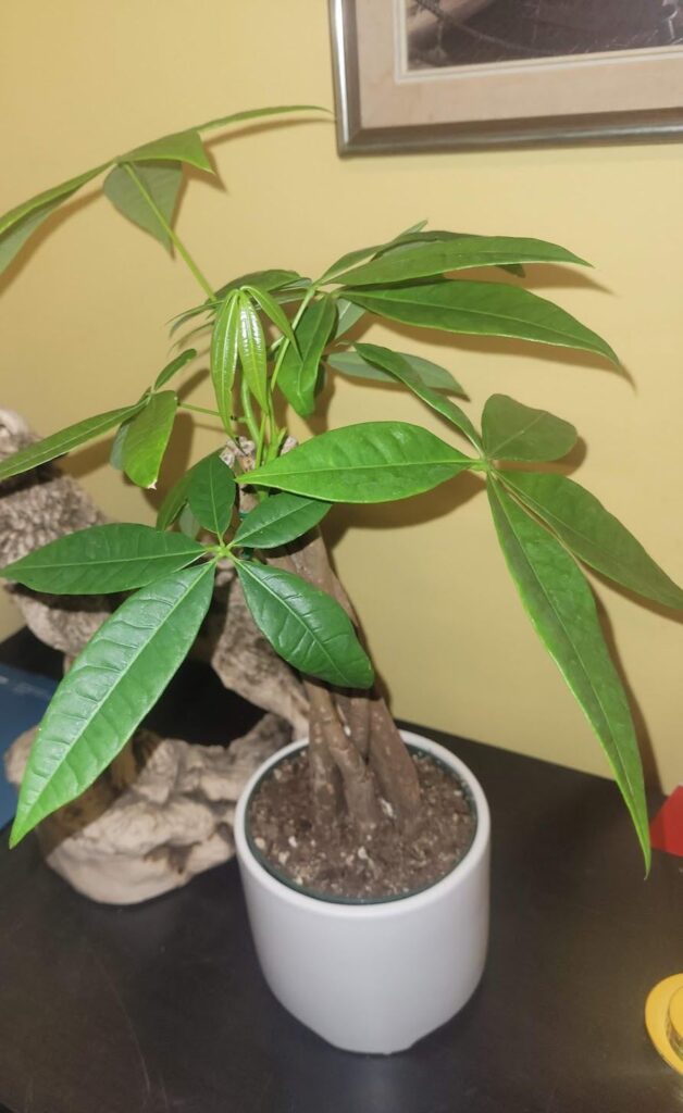 I have a new money tree and an indoor grow light bar from amazon. The light bar is 36 inches away from the money tree and usually stays on for 8 to 10 hours per day. Is this good enough or not ideal for a money tree do you think? Thanks I have a new money tree and an indoor grow light bar from amazon. The light bar is 36 inches away from the money tree and usually stays on for 8 to 10 hours per day. Is this good enough or not ideal for a money tree do you think? Thanks