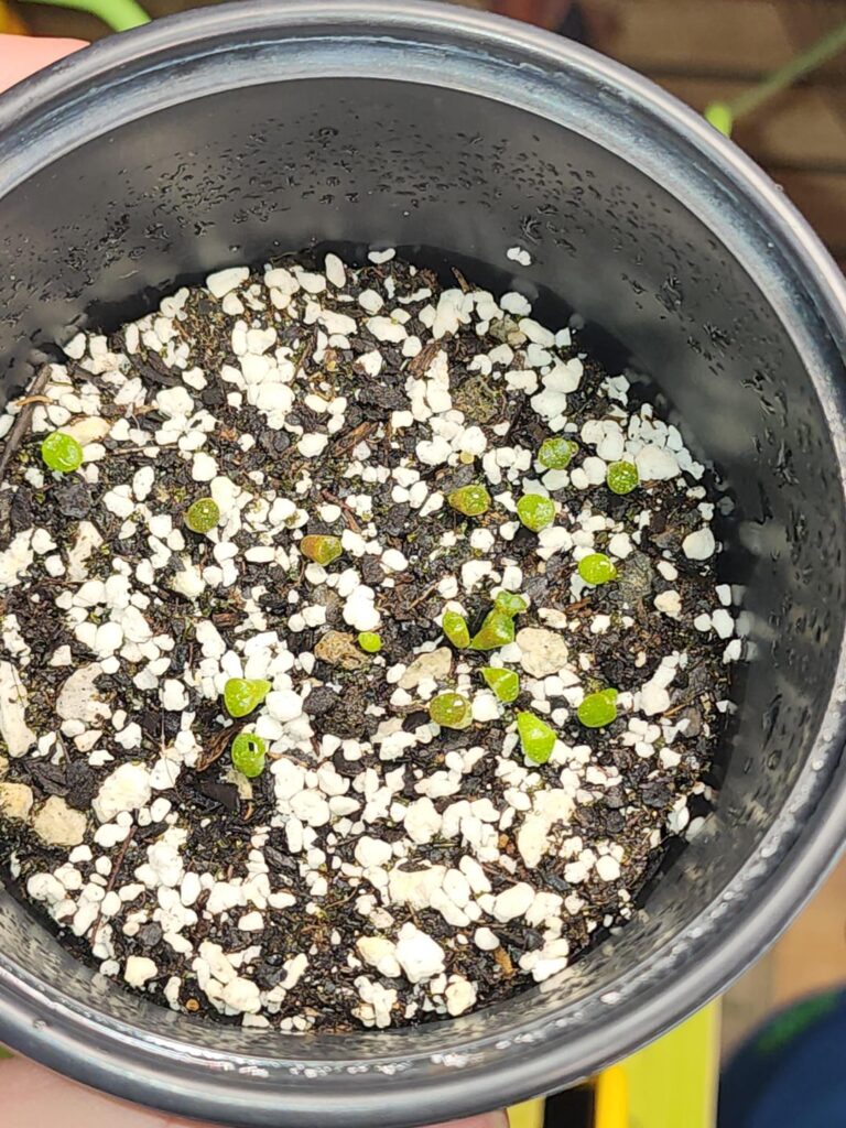 2.5 months difference