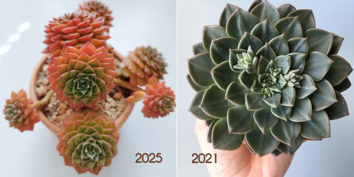 That feeling when your lighting conditions are too harsh for your succs 😅