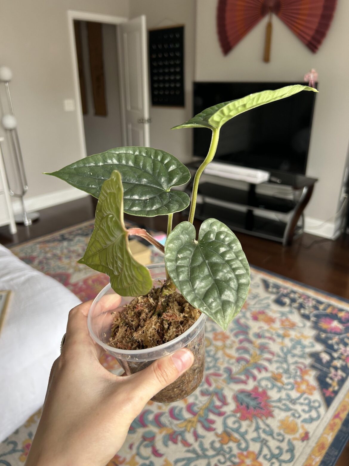 Anthurium ID?
