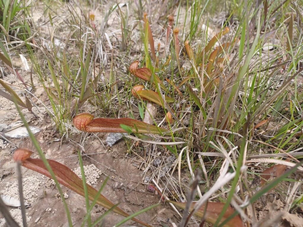 Sarracenia /drosera Highway find