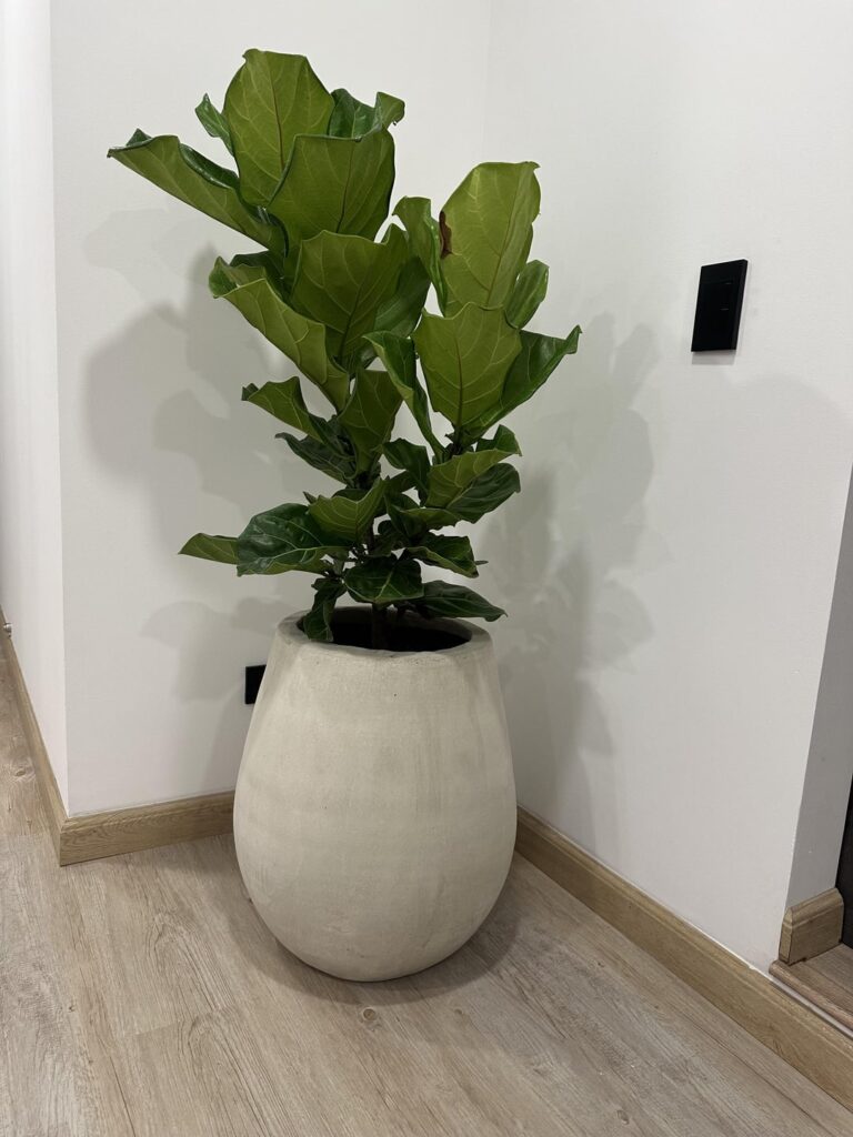 My FLF has a couple brown spots My FLF has a couple brown spots
