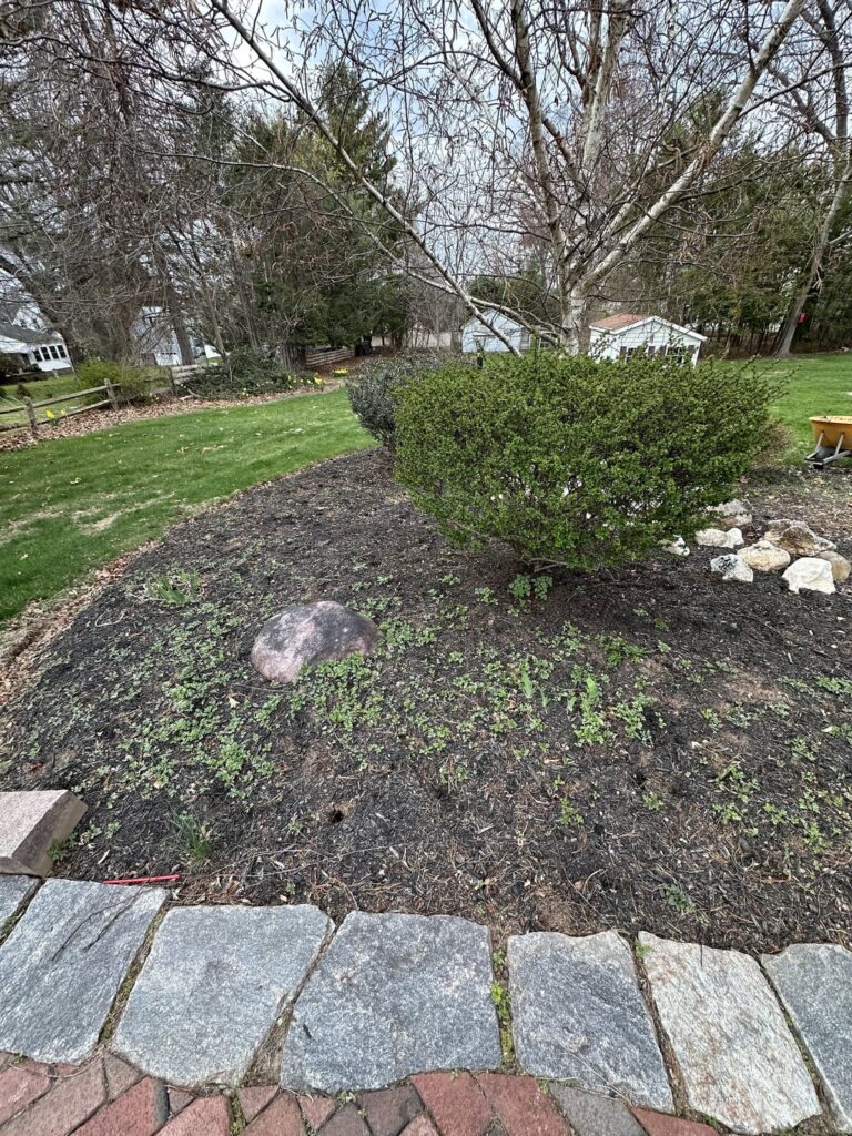 What is the weed killer of all weed killers?