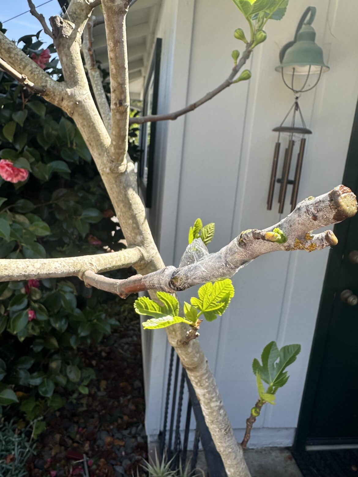 First time grafting. First time grafting.