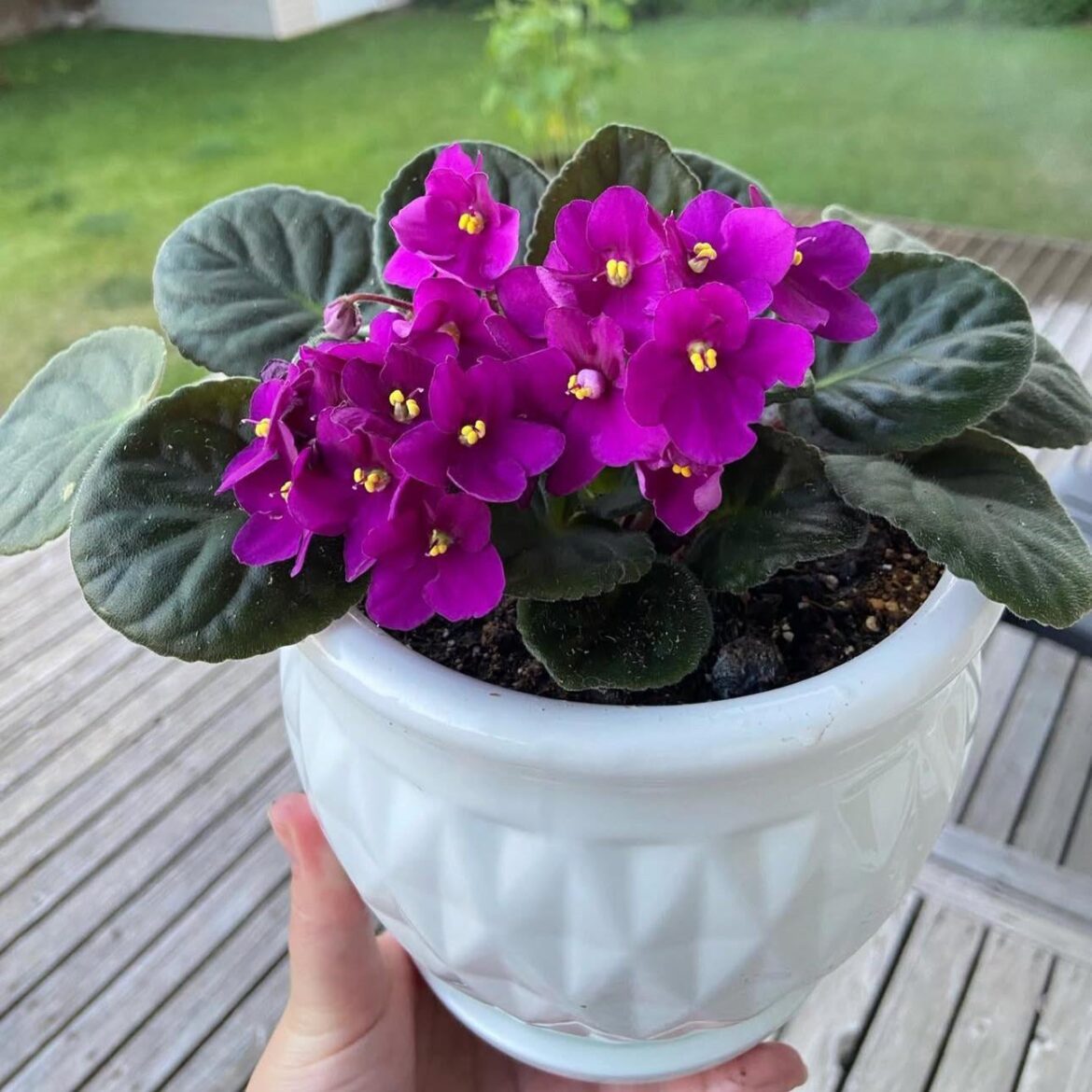 My first African violet!