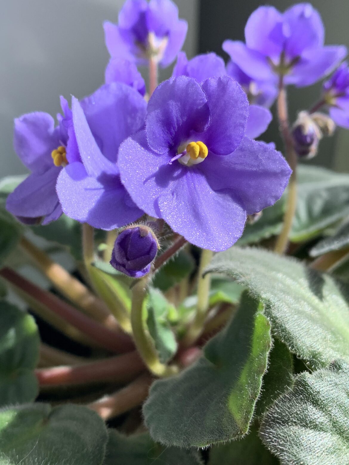 I love the sparkles on the flowers in the sunlight 🥰