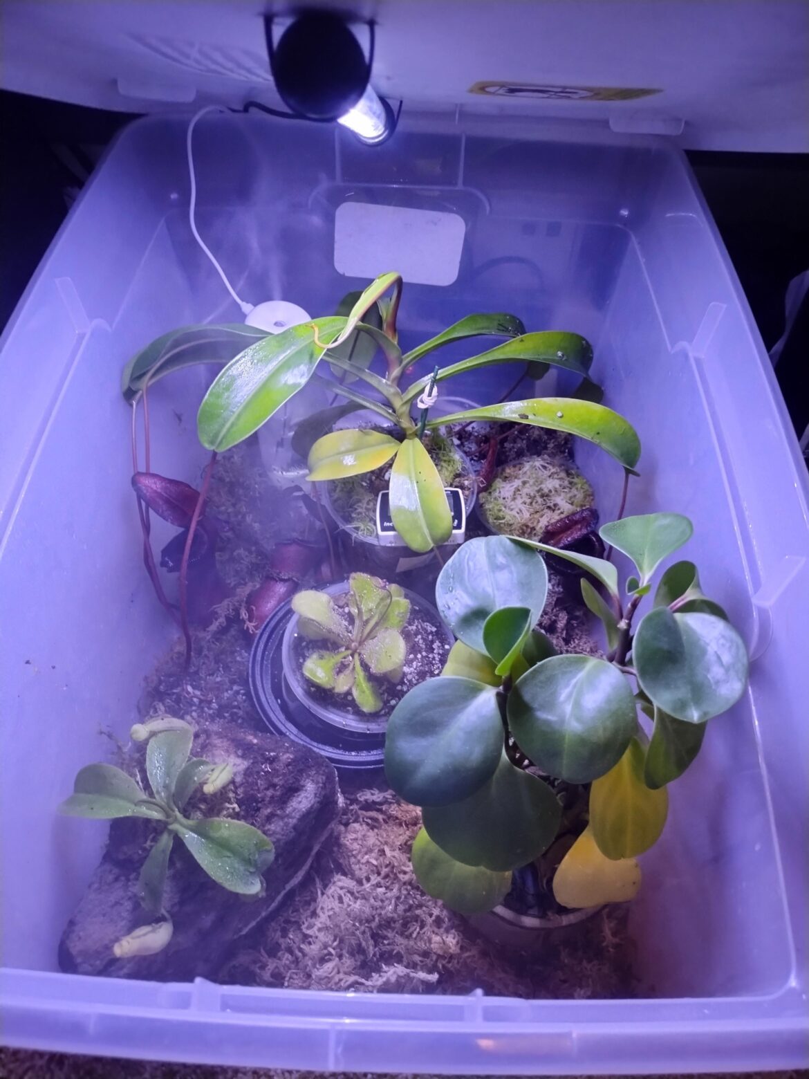 How does the mini jungle look?
