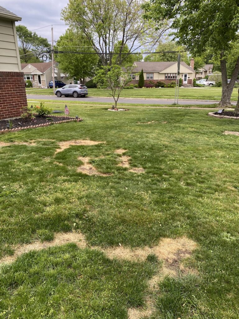 Thank the lawn gods for this sub's help