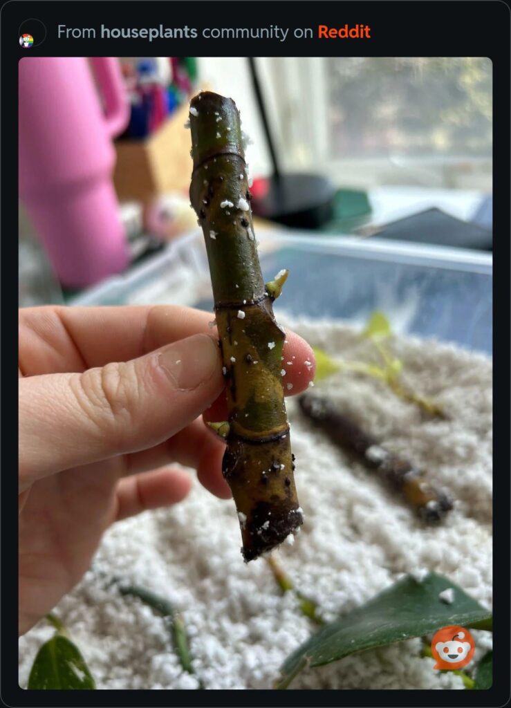 What is this on my ficus?