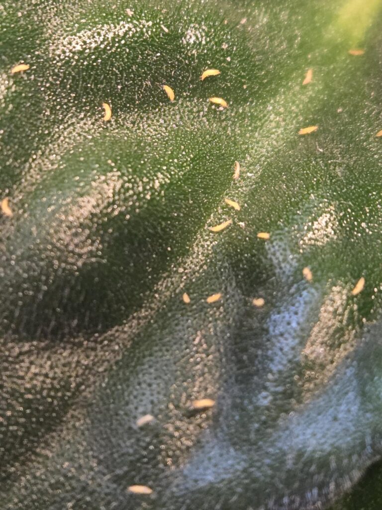 Please Help! What is this all over her leaves?