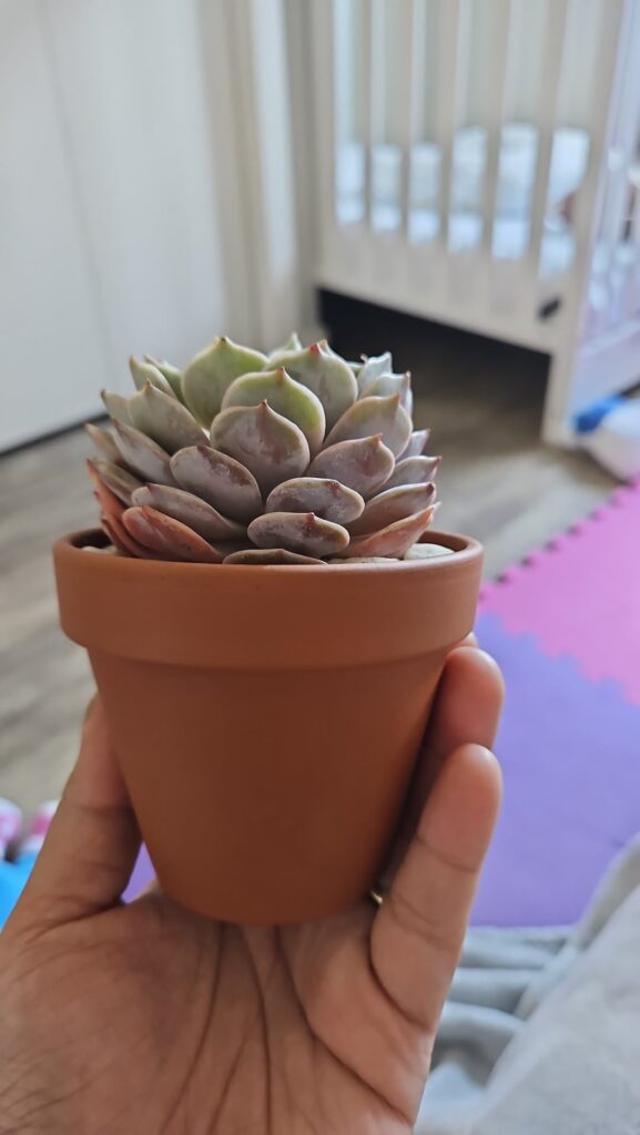 Am i potting it right