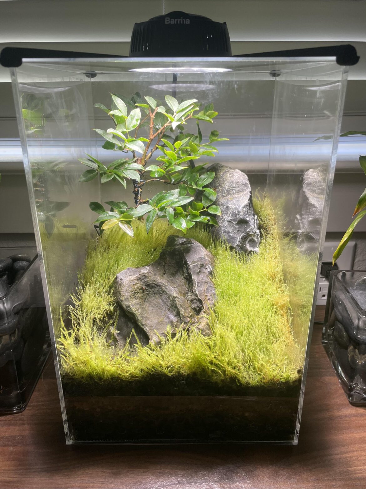 Brazilian Grape Tree Bonsai + Mossarium