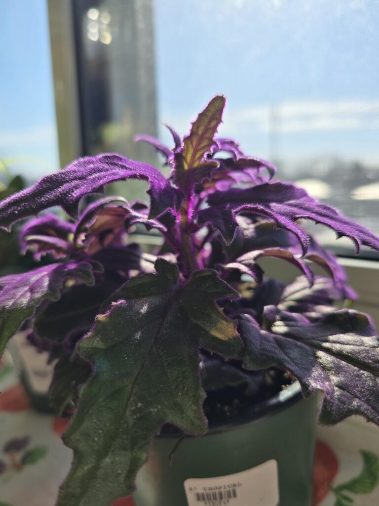 I can't believe this plant is real. Hope I do it justice, tips welcome