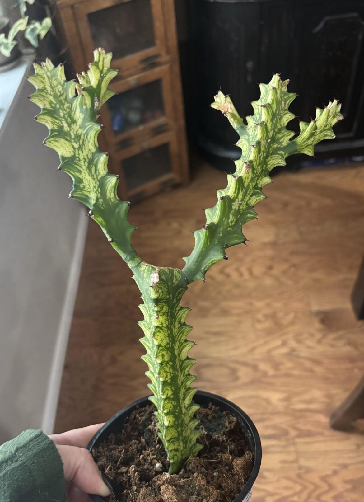 Is this a type of ghost cactus?