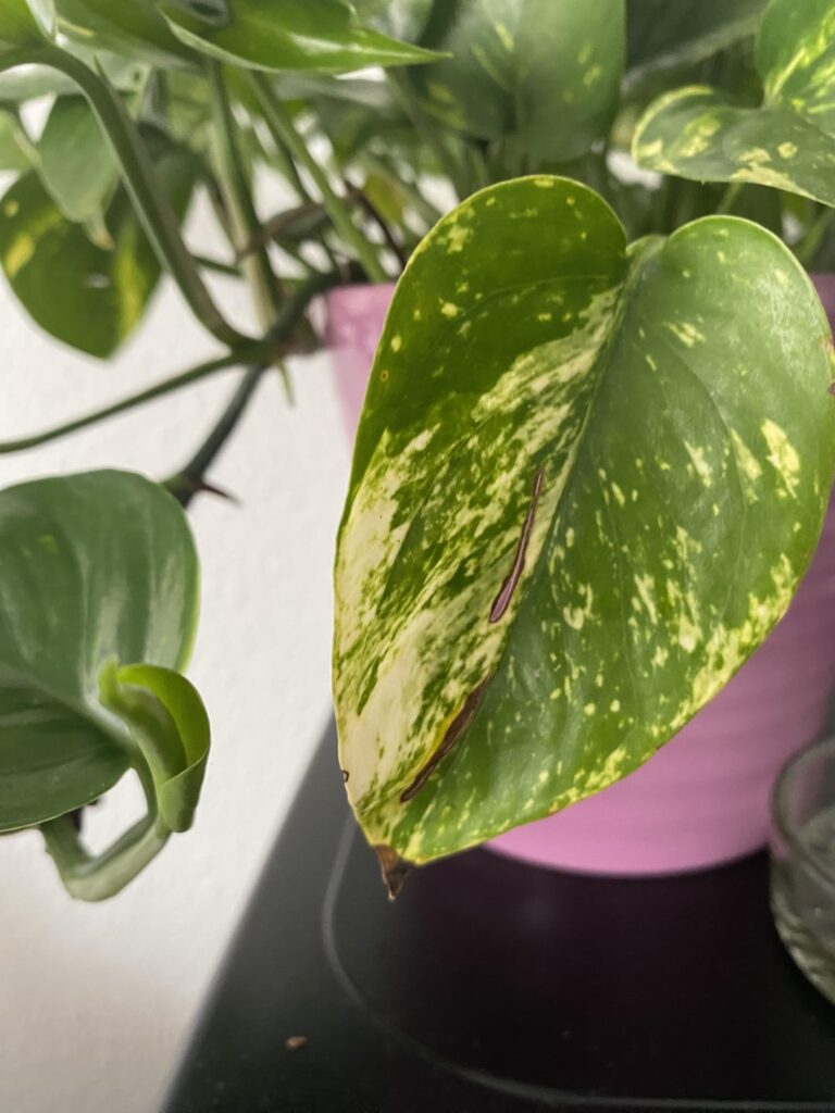 New to this plant stuff, is something wrong with my plant?