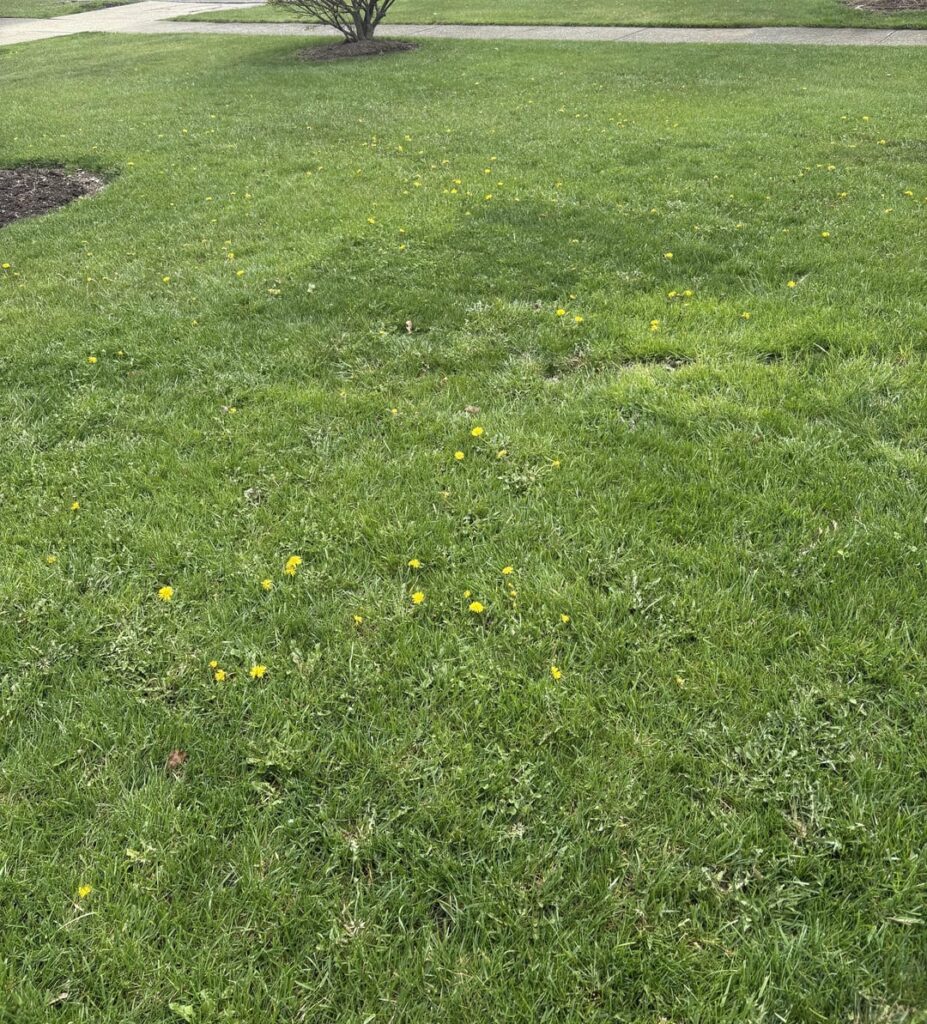 THESE WEEDS WON’T LEAVE ME TF ALONE 😭 THESE WEEDS WON’T LEAVE ME TF ALONE 😭