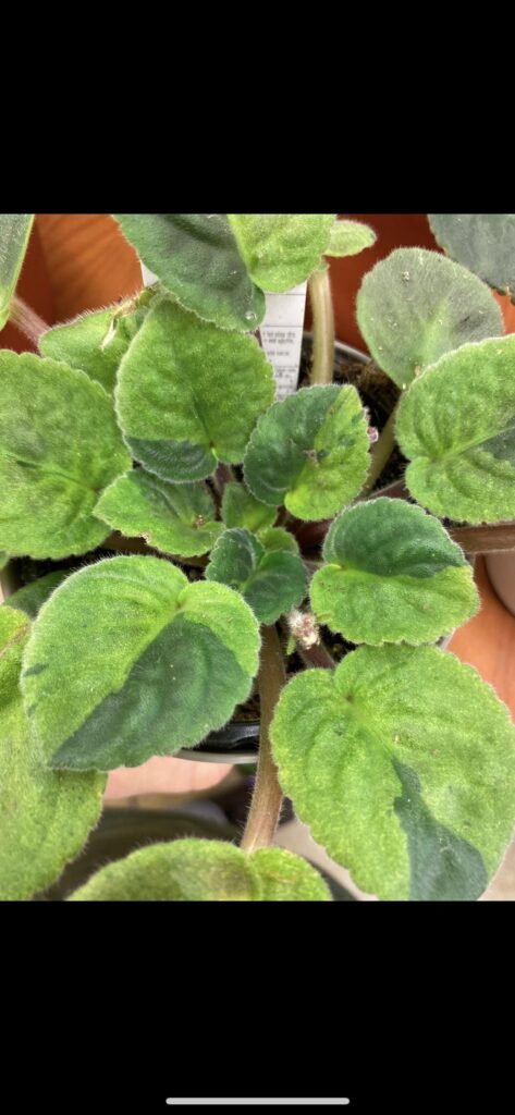 Variegated sport NOID. Can I name it? Variegated sport NOID. Can I name it?