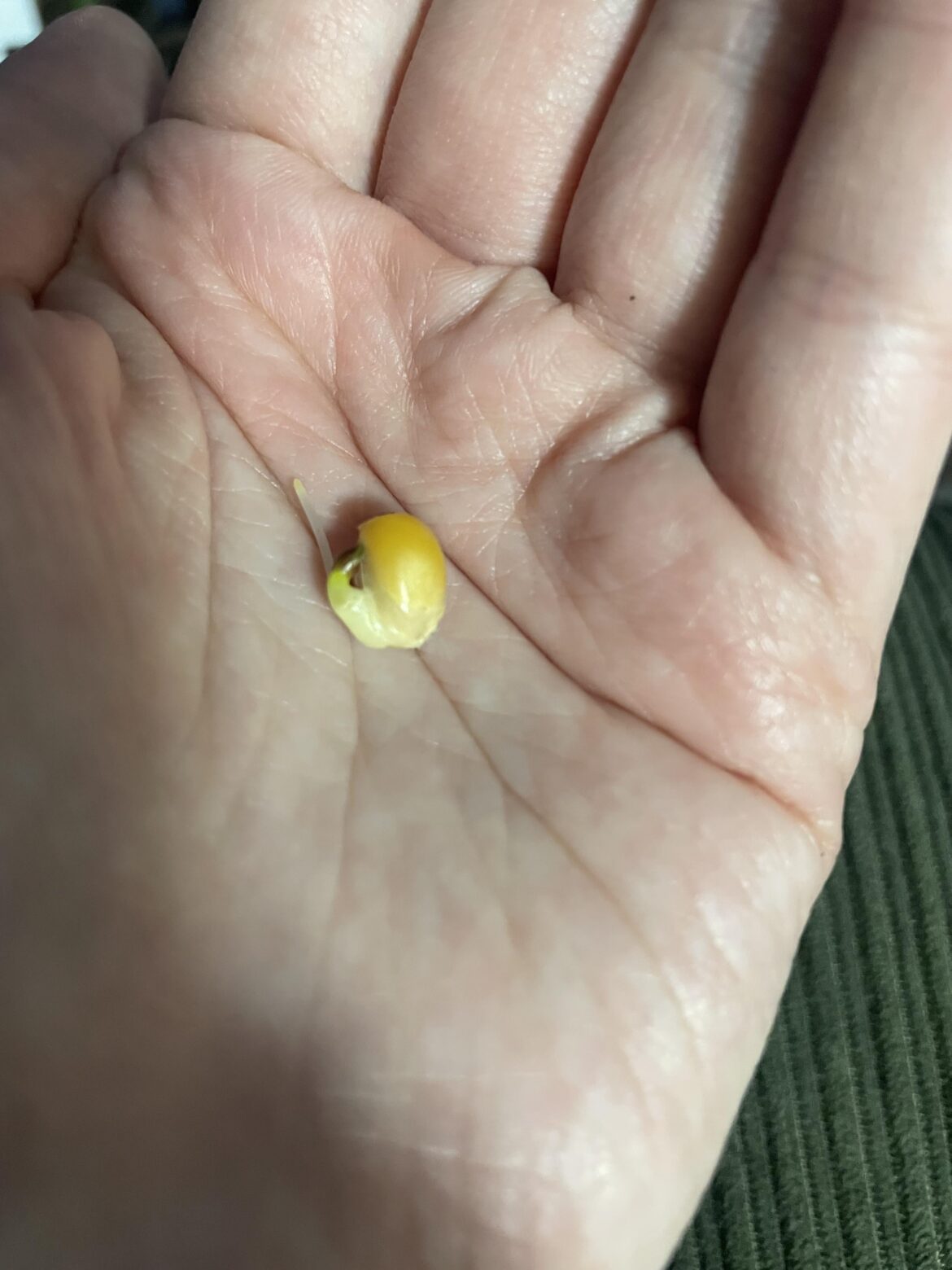 Does this count? Sprouted grocery store popcorn, planning on growing it on my balcony