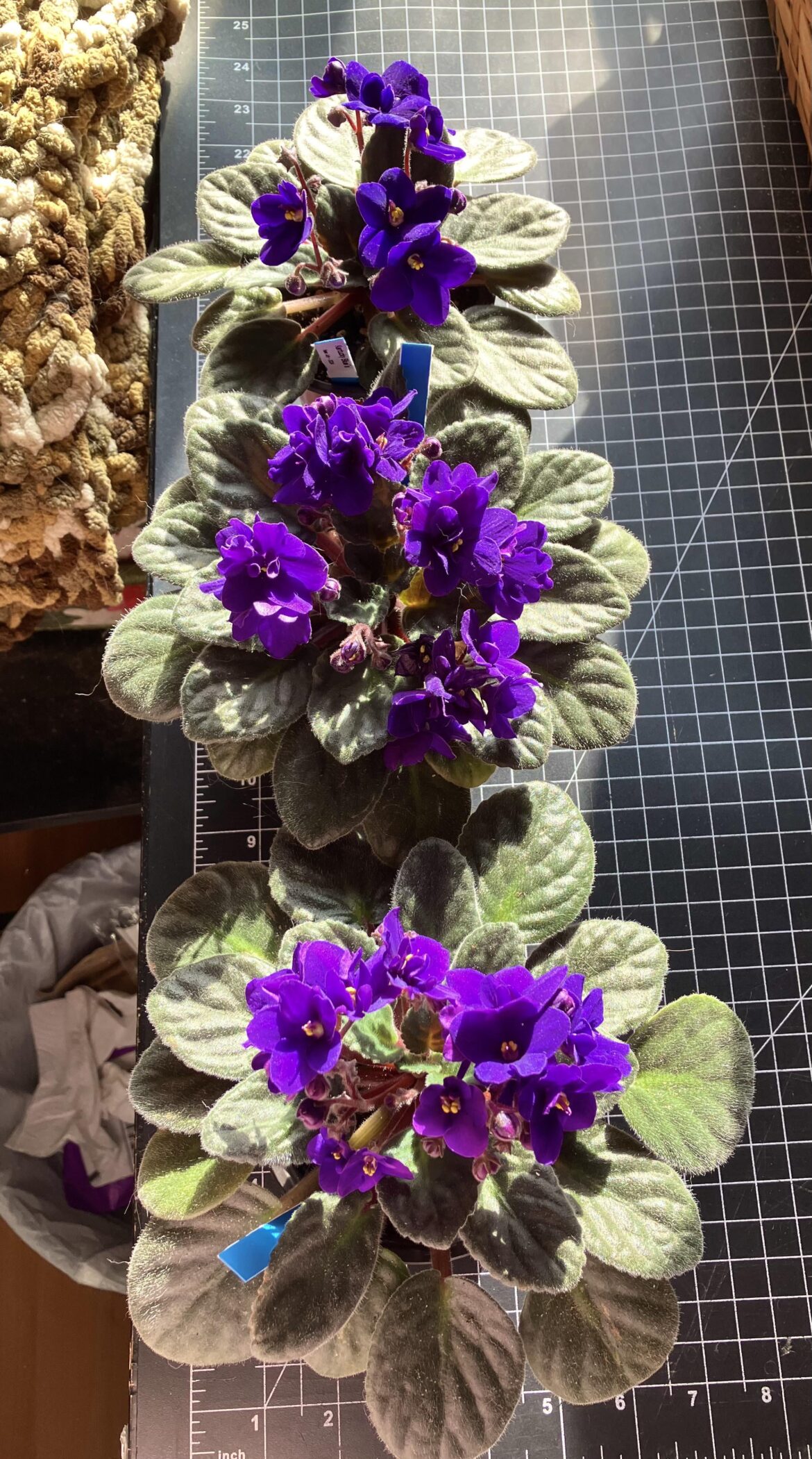 My Kentucky Blue’s are going gangbuster! ☺️