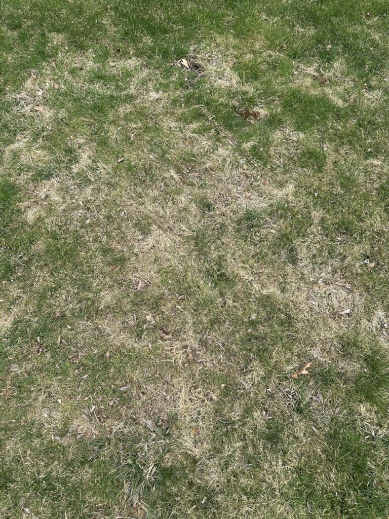 Tips for reviving lawn after winter??