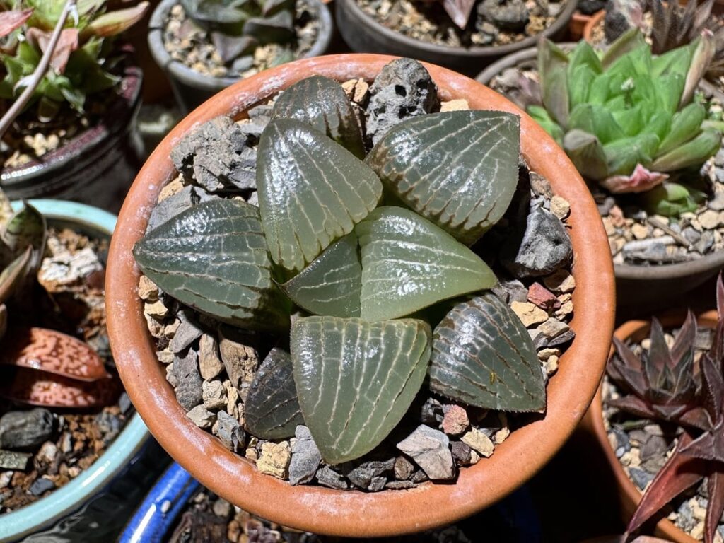 Almost a year in my care, and this hybrid is looking mighty nice!