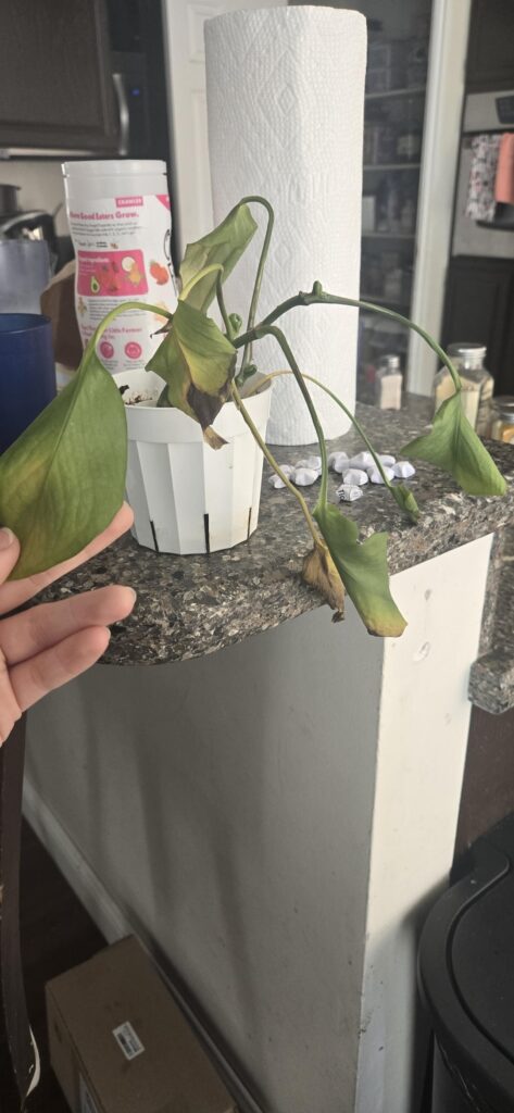 Please help. What kind of plant is this? Please help. What kind of plant is this?