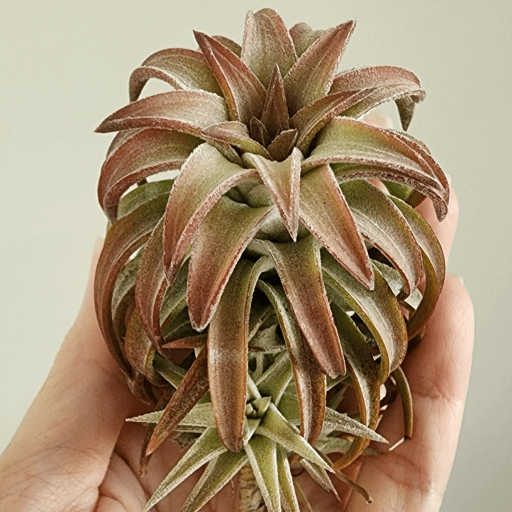 How much direct afternoon sun can thicker leaf tillandsias take? My vanhyningii jumbos have taken on a nice pink hue due to the change in the position of the sun on my balcony. Should I shift my airplants before they get sunburnt? How much direct afternoon sun can thicker leaf tillandsias take? My vanhyningii jumbos have taken on a nice pink hue due to the change in the position of the sun on my balcony. Should I shift my airplants before they get sunburnt?
