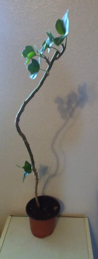 I forgot to water my Pia Tree Ivy one week and its leaves fell off. I refused to give up on it and one month later, no longer a barren stick!