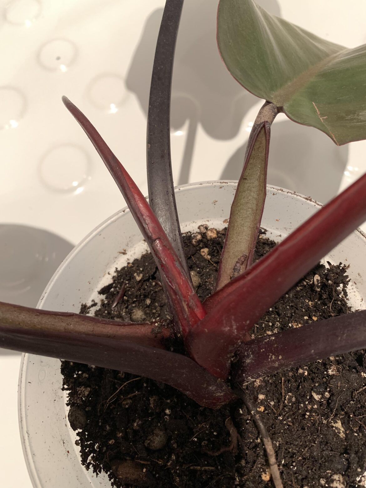 What is happening to my black cardinal? What is happening to my black cardinal?