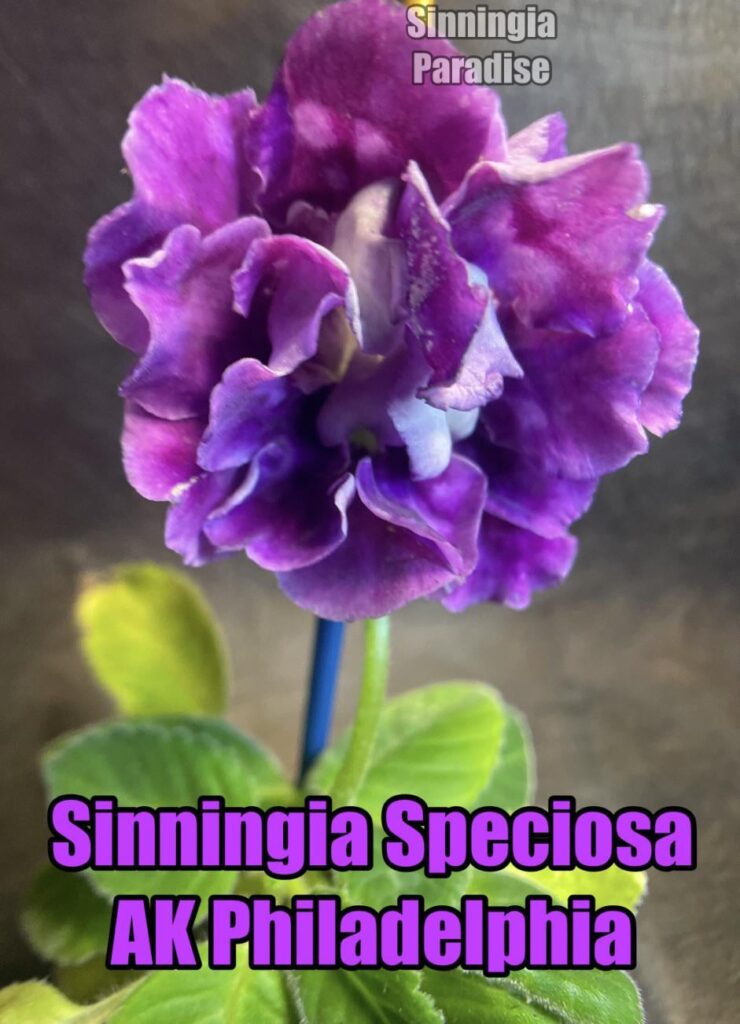 Sinningia Speciosa AK- Philadelphia
