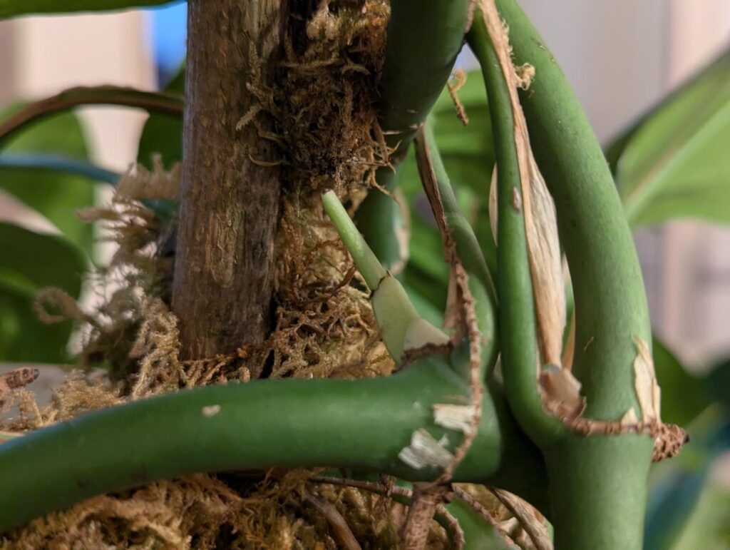 What is growing on my Rhaphidophora tetrasperma? What is growing on my Rhaphidophora tetrasperma?