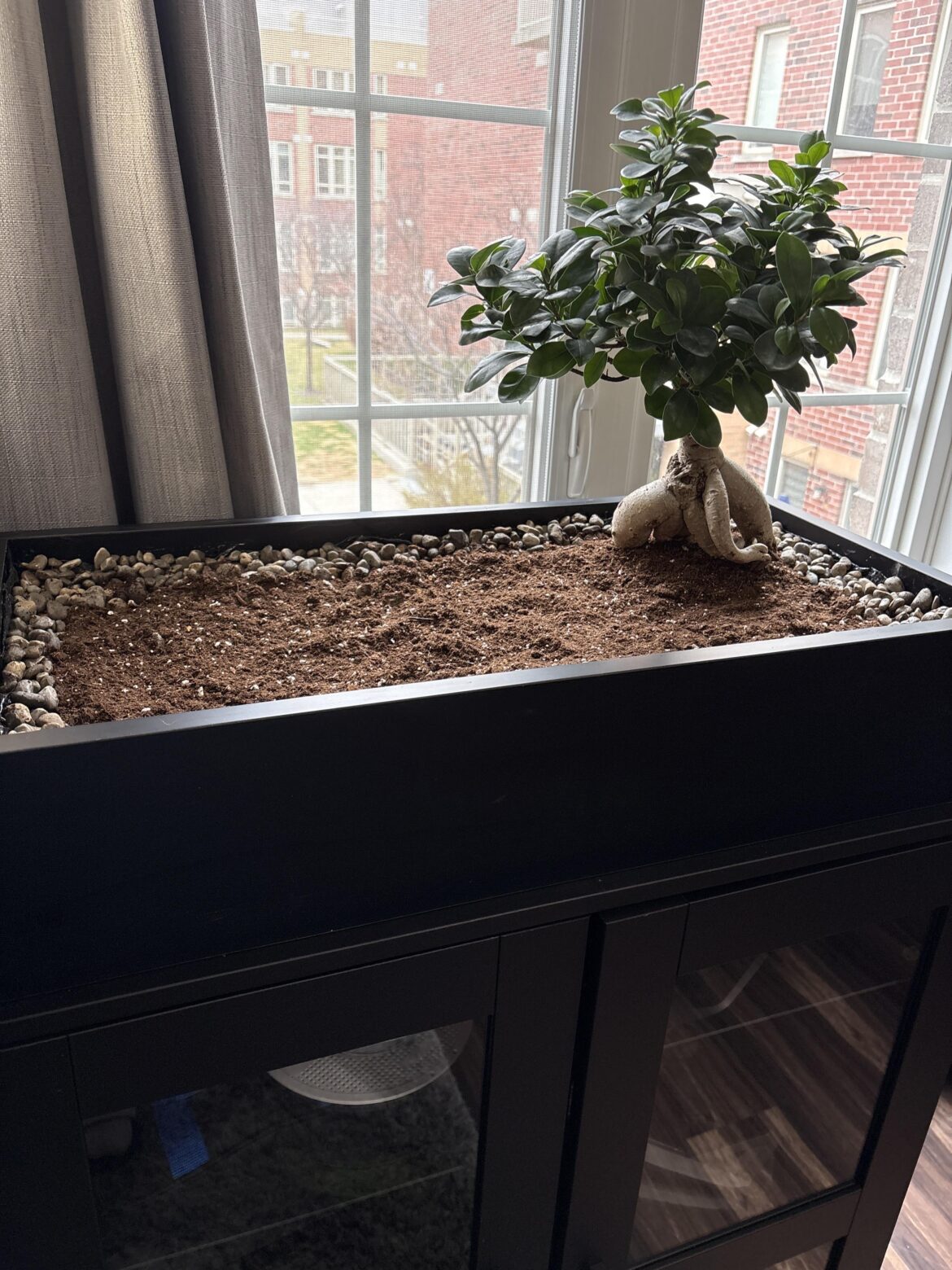 I made a box for my tree… What else can I plant in here?