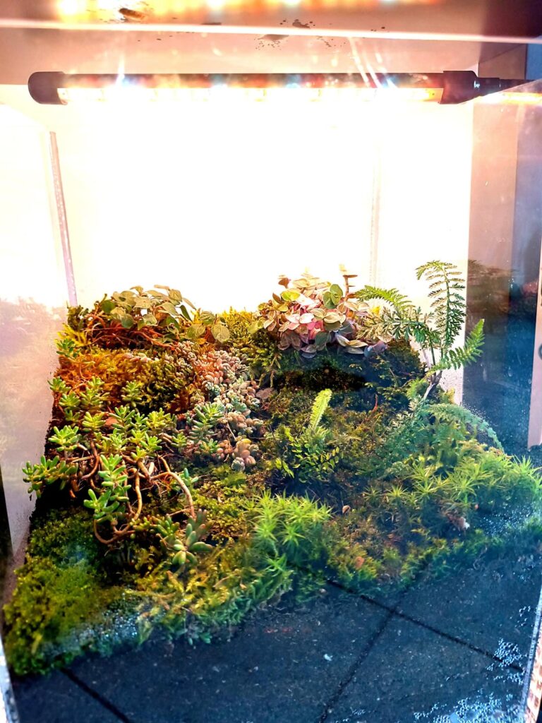 First terrarium. How much water?