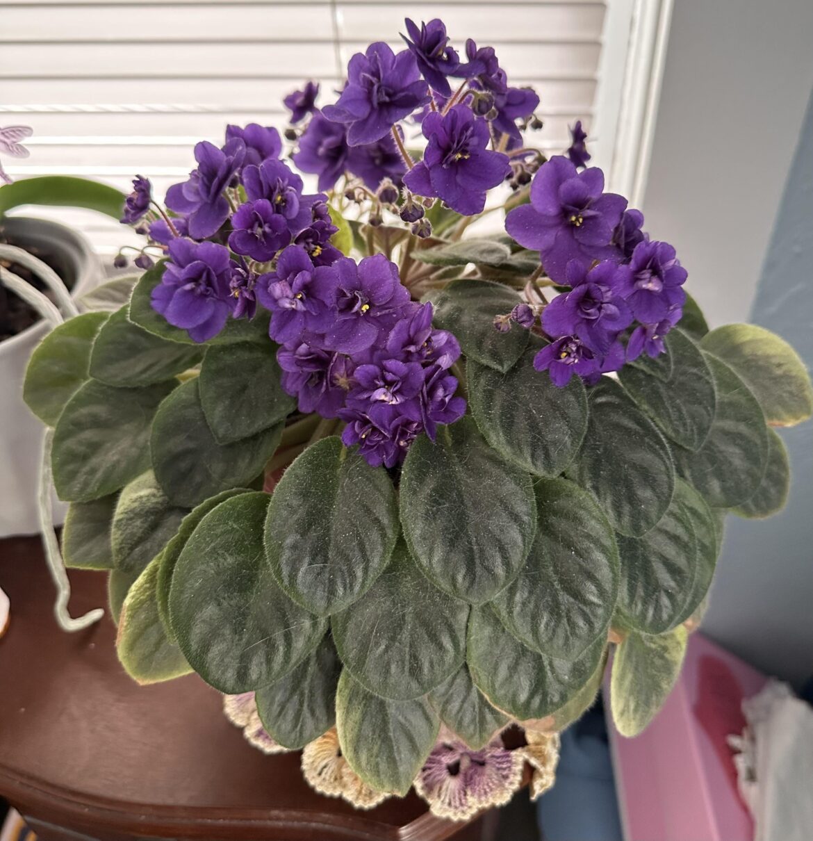 She’s dusty but she’s happy.