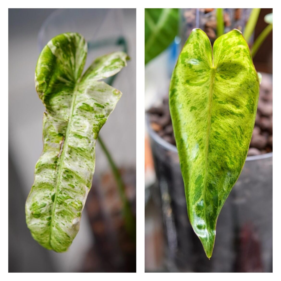 The difference humidity makes