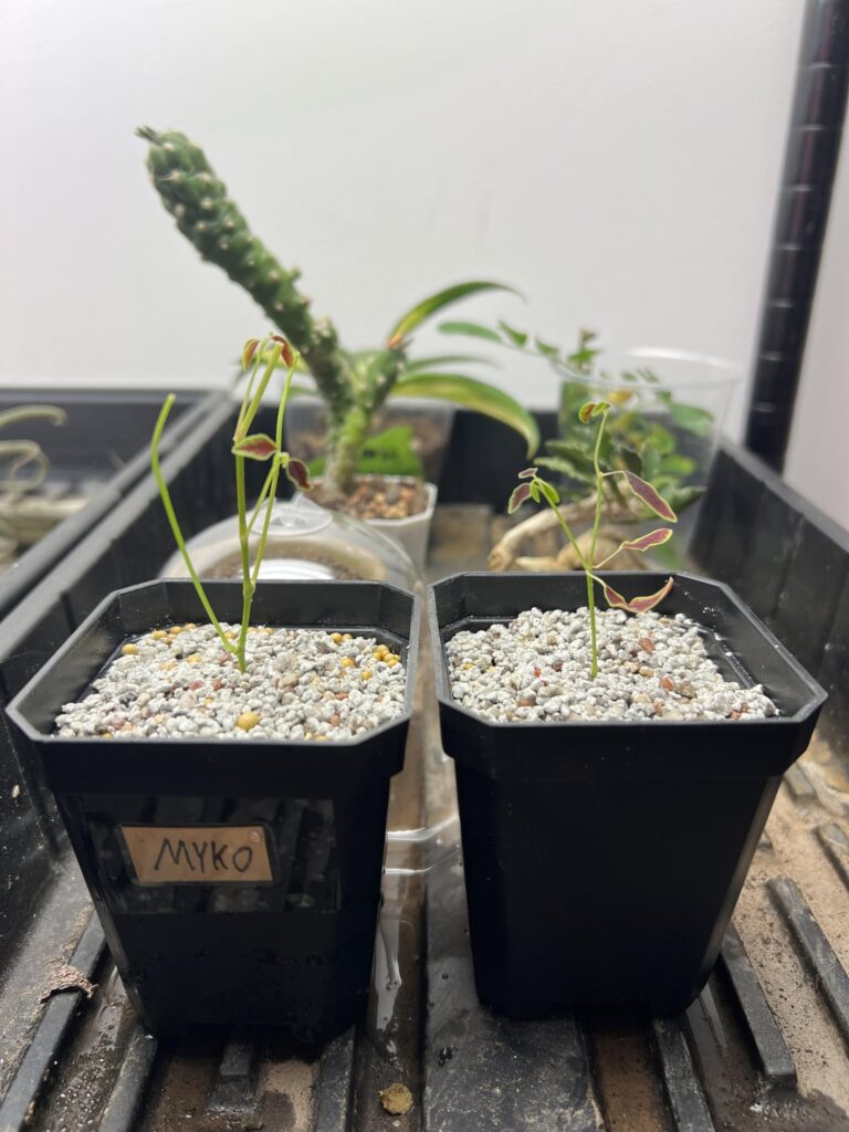 Trying an experiment with mycorrhizae vs none on some props.