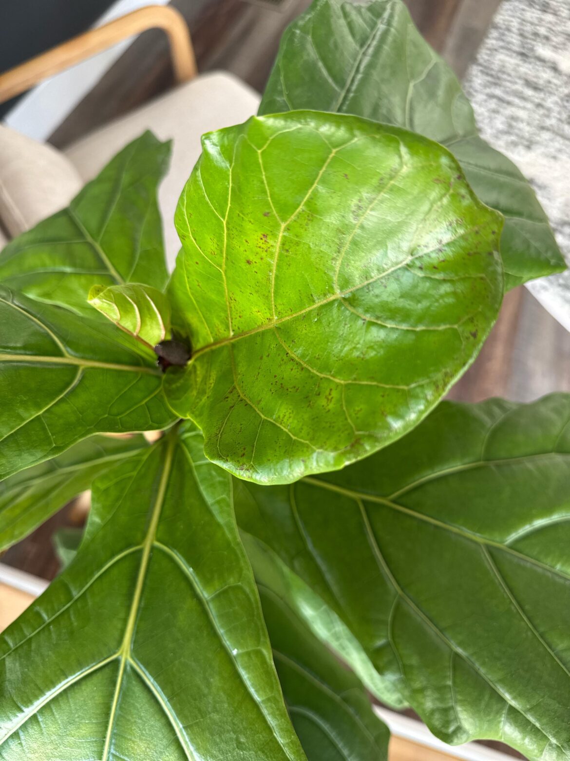 Red spots on new leaves, what’s going on?! Thanks!