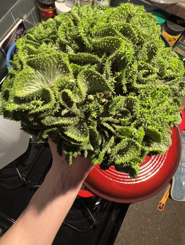 What kind of cactus is this?