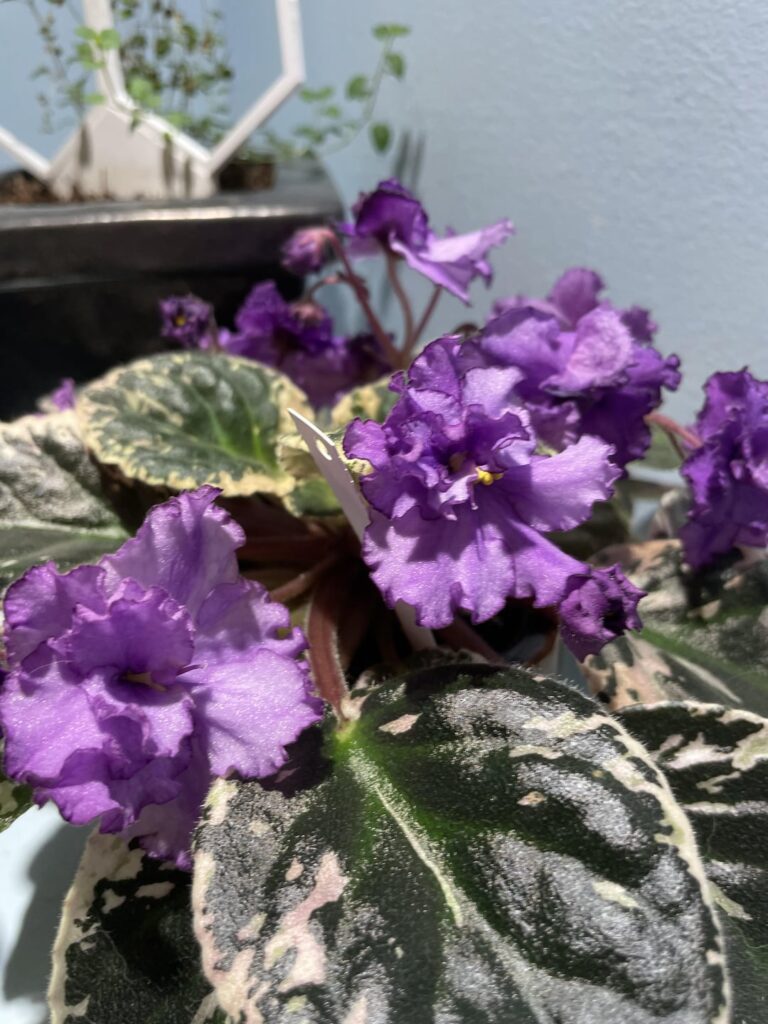 Nice springy vibes!